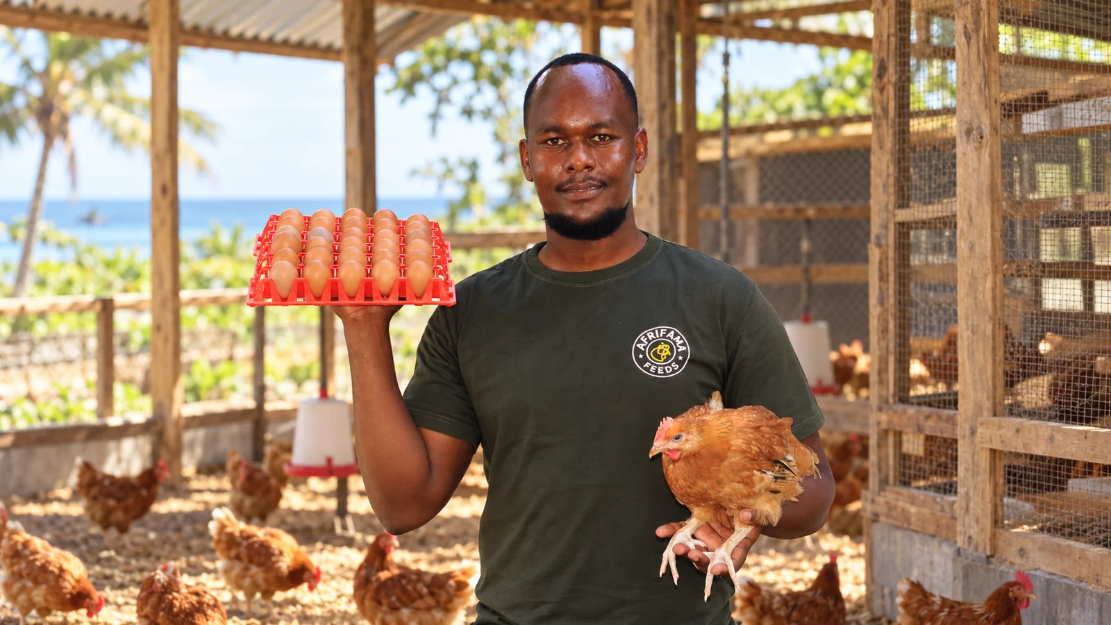 Afrifama team member holding an egg tray and a hen inside a poultry house.