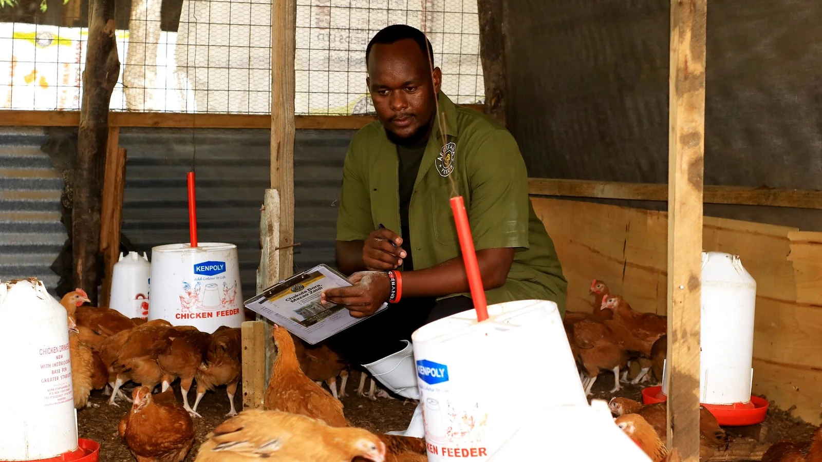 Poultry-house record review beside feeding and drinking equipment.