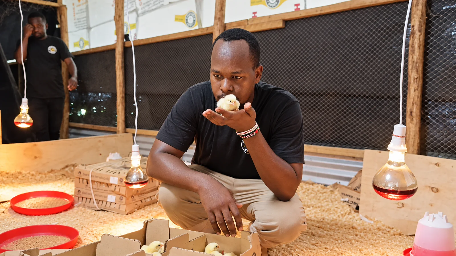 Afrifama team member gently holding a chick in a brooding area.