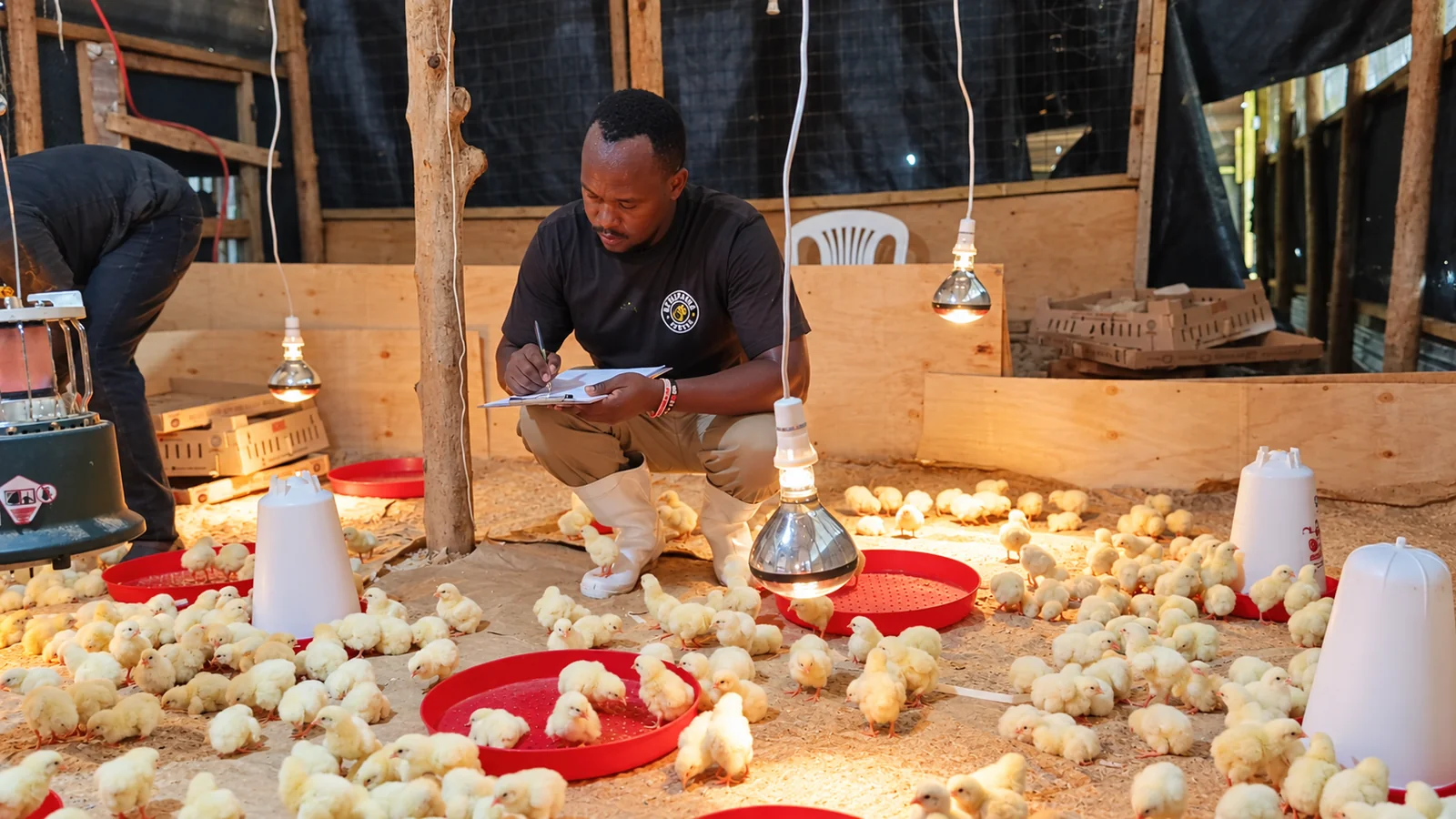 Chicks in a brooding area with heat lamps, feeders and a team member keeping records.