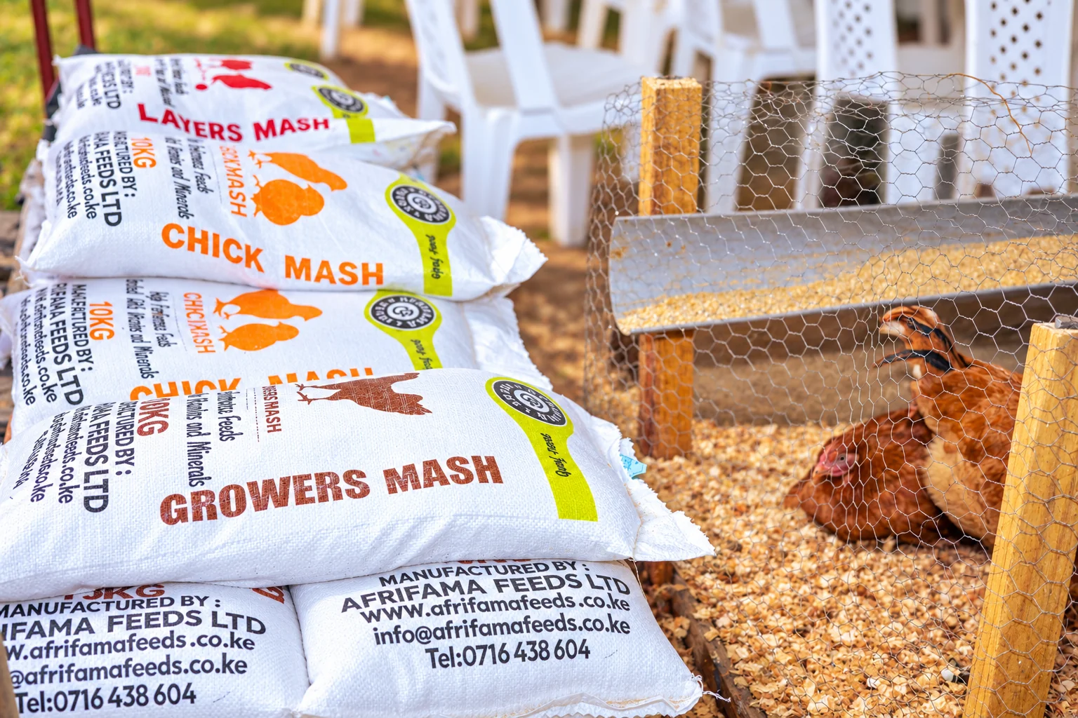 Afrifama feed bags beside growing birds in a poultry house.